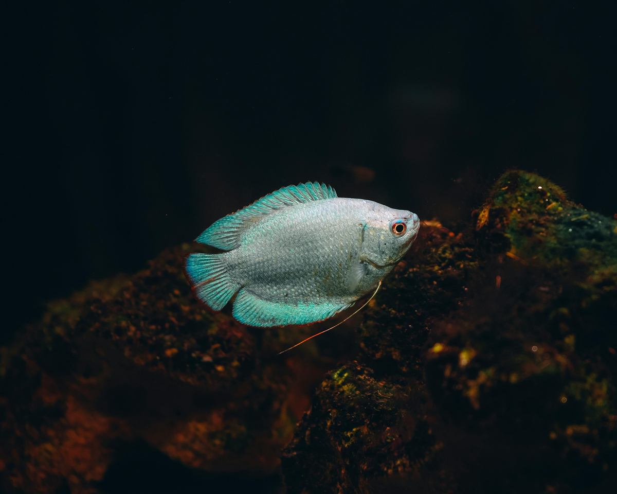 Gourami